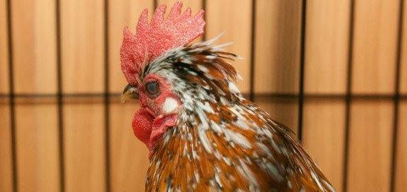 Что принесет год Красного Огненного Петуха?